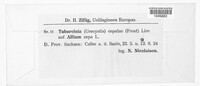 Image of Tuburcinia cepulae